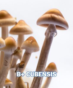 B+ Spore Syringe P. Cubensis