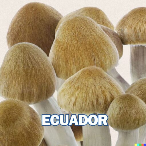 Ecuador (EQ) Spore Syringe (P. Cubensis)