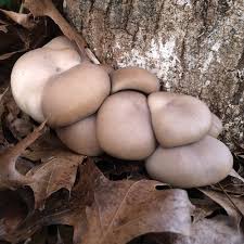 Oyster – Italian (Pleurotus pulmonarius) Sawdust Spawn