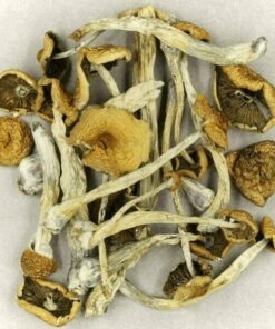 Cubensis Shrooms