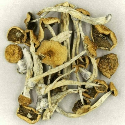 Cubensis Shrooms