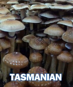 Tasmanian Spore Syringe P. Cubensis