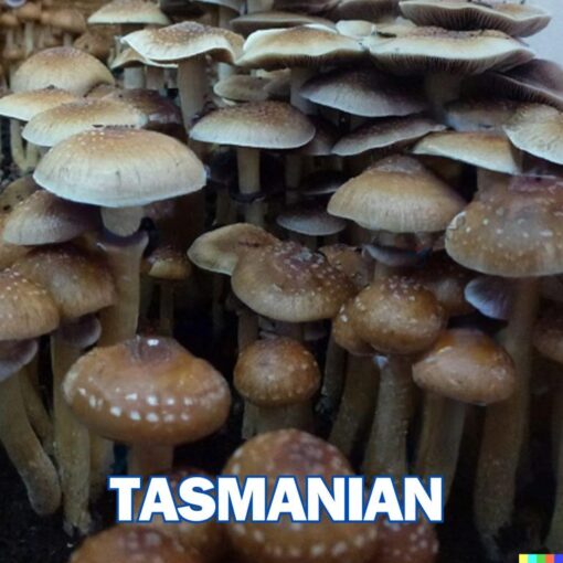 Tasmanian Spore Syringe P. Cubensis