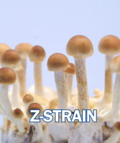 Z-Strain Spore Syringe