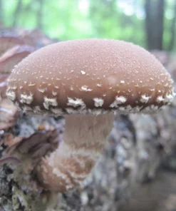 Shiitake Warm Climate