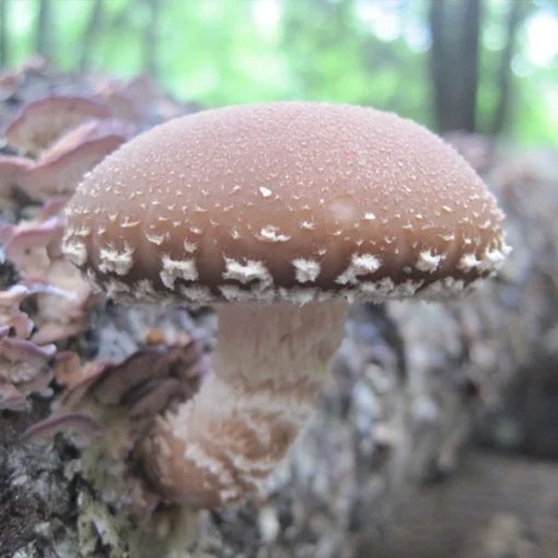 Shiitake Warm Climate